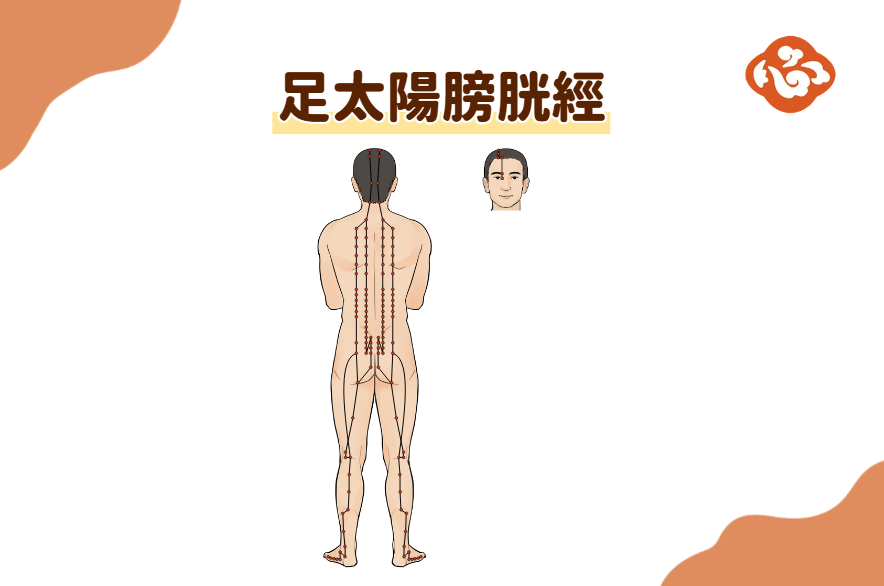 足太陽膀胱經循行於人體後側,從頭頸、背腰一路連到腿後側。久坐族若腿後側緊繃,可透過拉筋板適度伸展,幫助放鬆腰背與下肢後側張力。(醫道心傳製作組/大紀元)