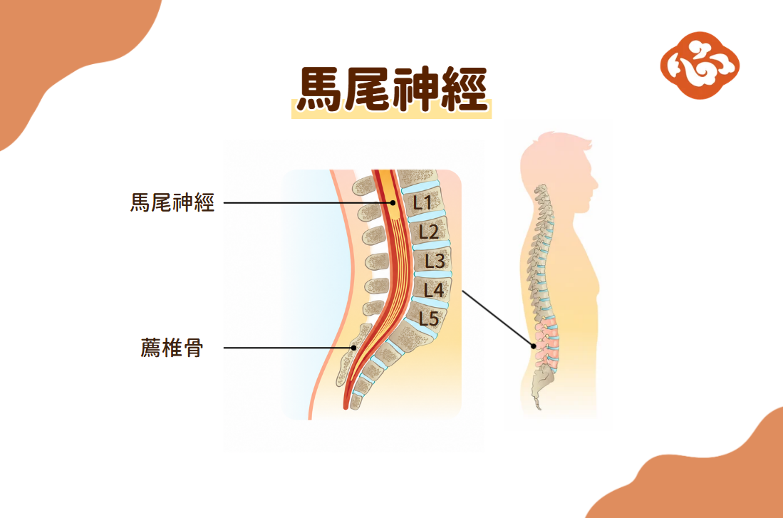 馬尾神經位於腰椎下方、延伸至薦椎附近。若神經受壓範圍擴大,可能影響腿部力量與大小便功能,屬於較嚴重警訊,應儘快就醫評估。(醫道心傳製作組/大紀元)